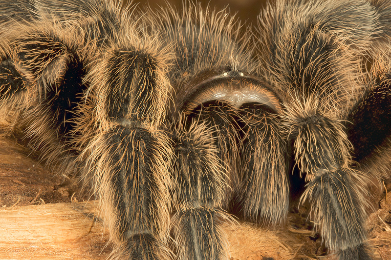 Illustration for article titled 18 Creepy, Crawly Photos Of Insects